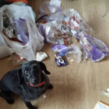 Dog and bin.jpg