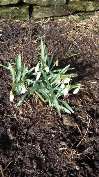 Snowdrops