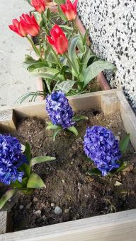 13187824_10154442081055995_601017945_n