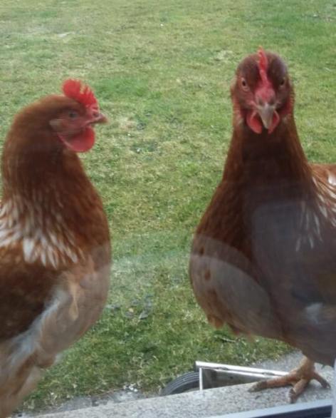 Hens on the windowsill