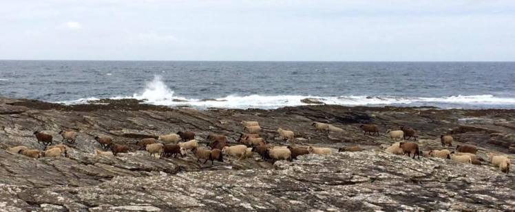North Ron sheep.jpg