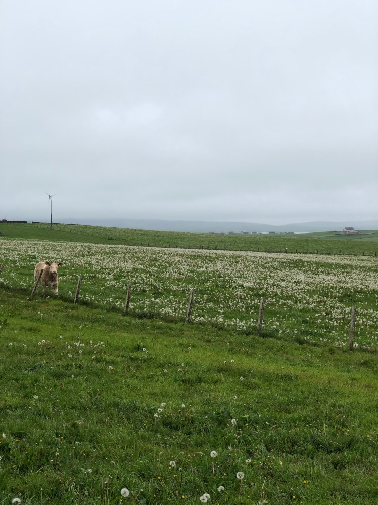 RbVsQGoVSgWrve+9PDvGfQ